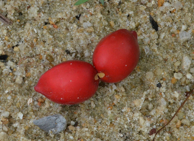 Ochrosia elliptica