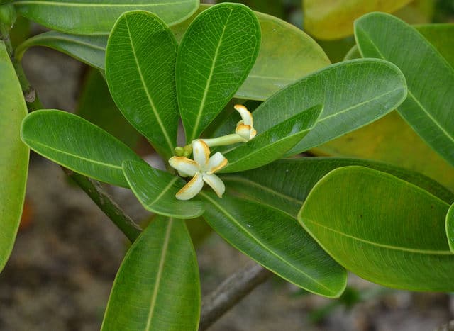 Ochrosia elliptica