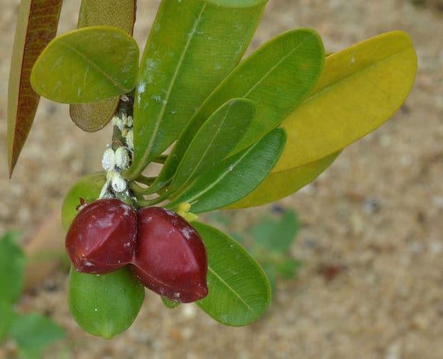 Ochrosia elliptica (Ochrosia elliptica)