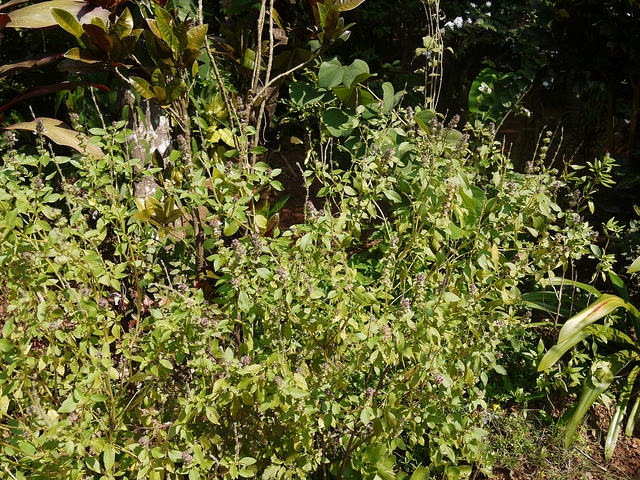 Basilic du kenya