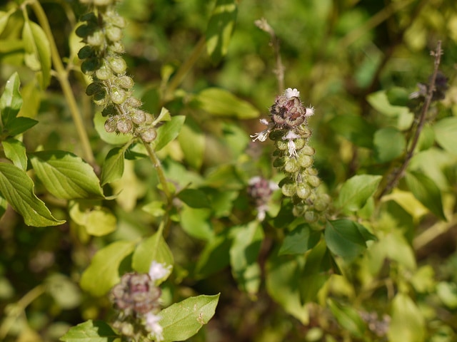 Basilic du kenya