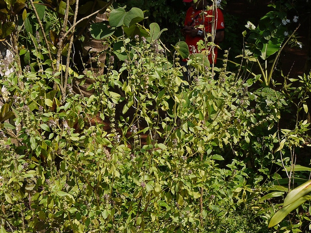 Basilic du kenya (Ocimum kilimandscharicum)