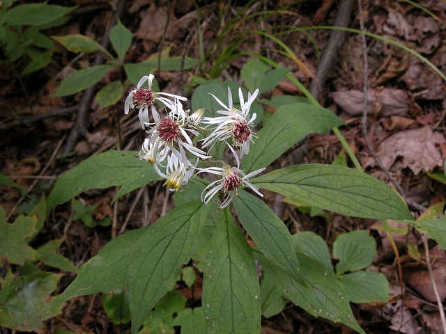 Oclemena acuminata (Oclemena acuminata)