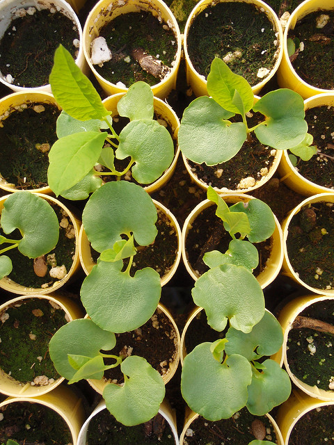 Oemleria cerasiformis