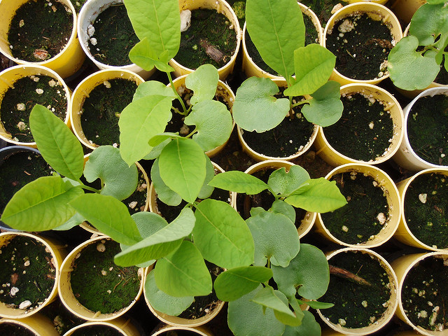 Oemleria cerasiformis