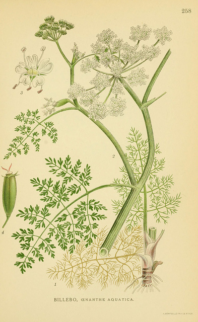 Oenanthe aquatica (Oenanthe aquatica)