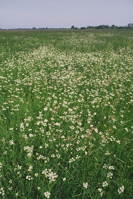 Oenanthe aquatica