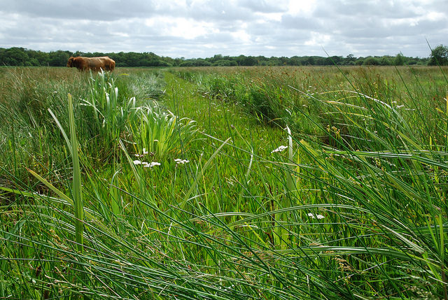 Œnanthe fistuleuse (Oenanthe fistulosa)