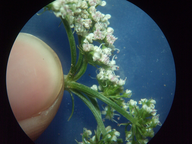 Oenanthe javanica