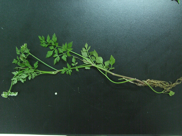 Oenanthe javanica