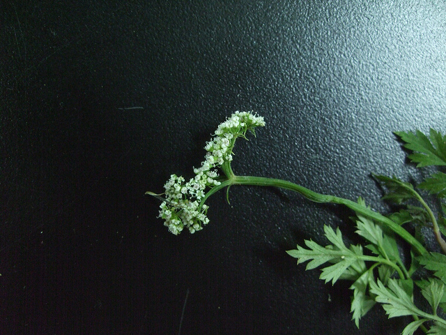 Oenanthe javanica