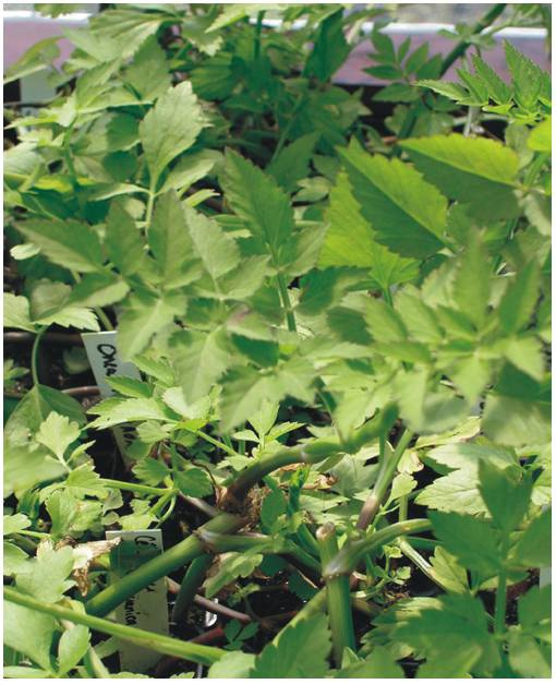Oenanthe javanica