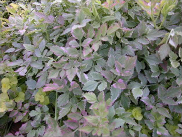 Oenanthe javanica