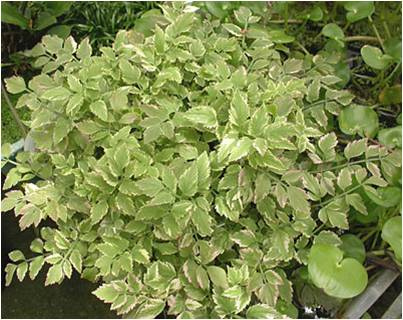 Oenanthe javanica (Oenanthe javanica)
