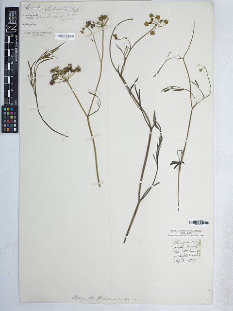 Oenanthe de lachenal