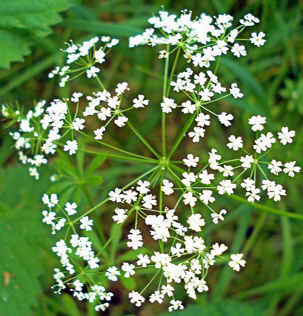 Oenanthe de lachenal