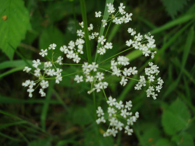 Oenanthe de lachenal