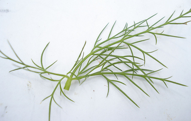 Oenanthe de lachenal