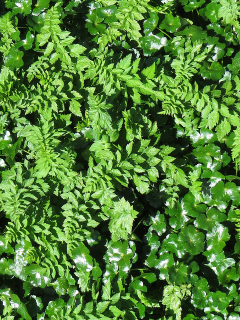 Oenanthe sarmentosa