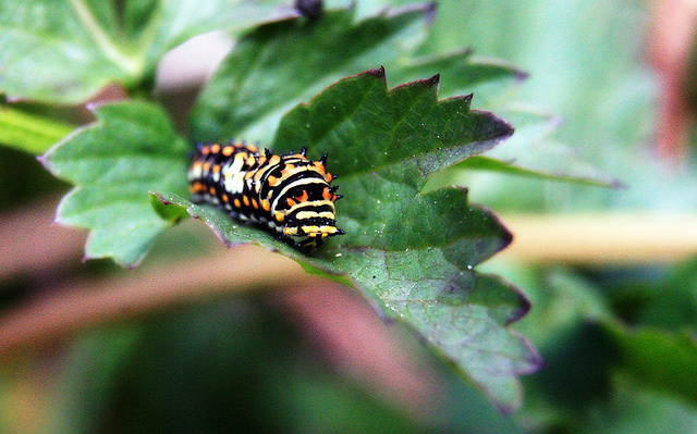 Oenanthe sarmentosa