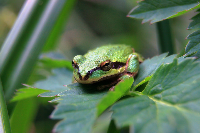 Oenanthe sarmentosa