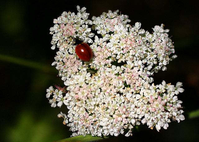 Oenanthe sarmentosa