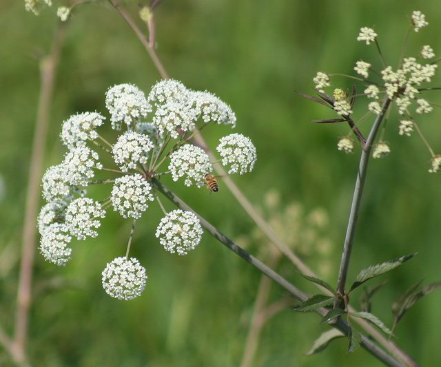 Oenanthe sarmentosa (Oenanthe sarmentosa)