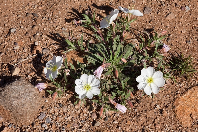 Oenothera albicaulis