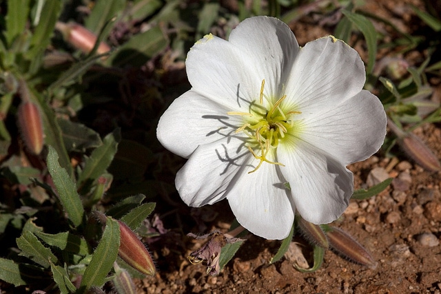 Oenothera albicaulis