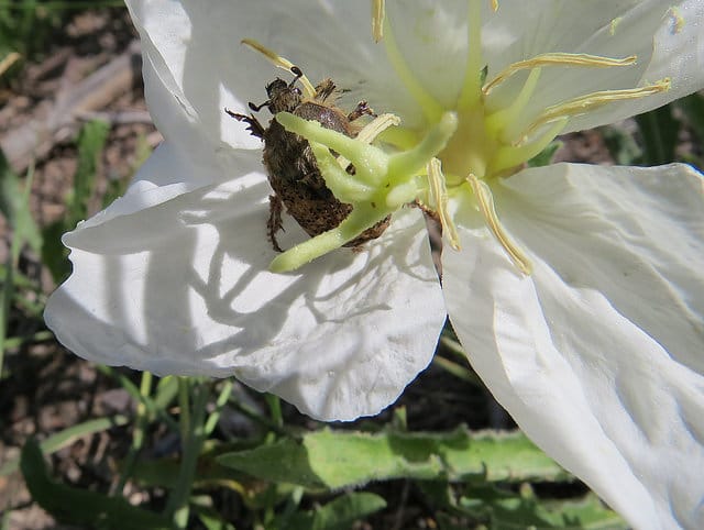 Oenothera albicaulis