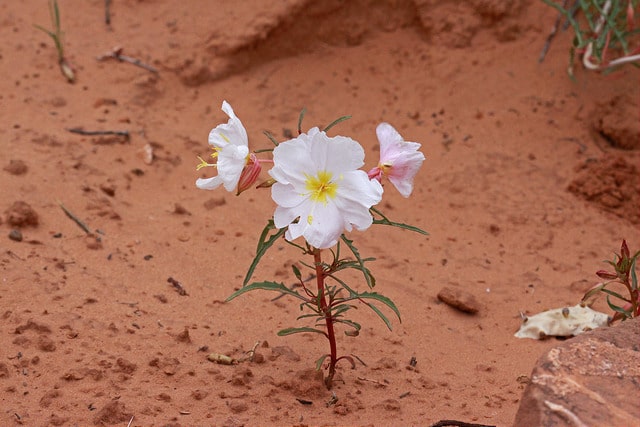 Oenothera albicaulis