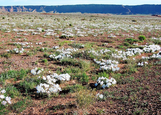 Oenothera albicaulis