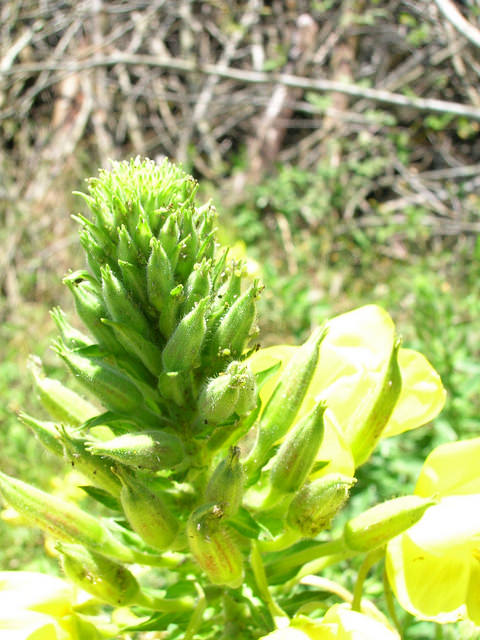 Onagre bisannuelle (Oenothera biennis)