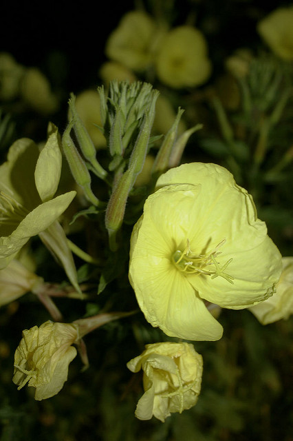 Oenothera glazioviana (Oenothera erythrosepala)