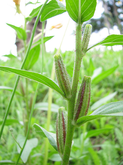 Oenothera glazioviana