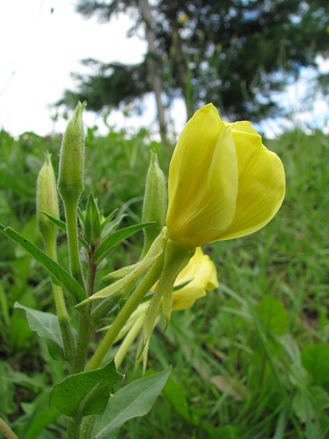 Oenothera glazioviana