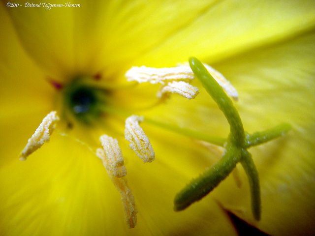 Oenothera glazioviana