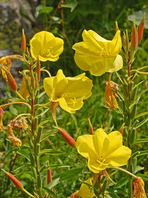 Oenothera glazioviana