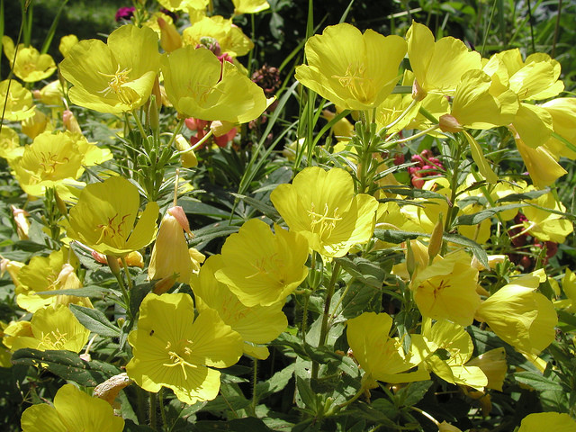 Oenothère (Oenothera fruticosa)