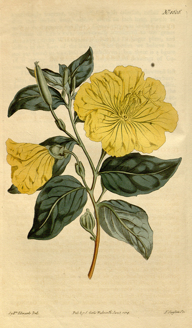 Oenothère
