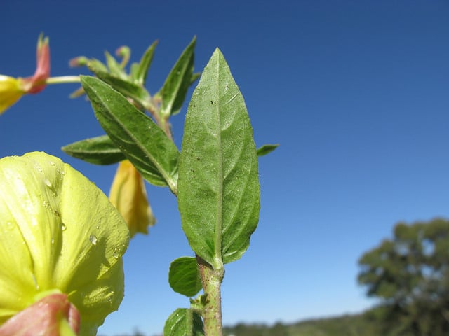 Oenothera glazioviana