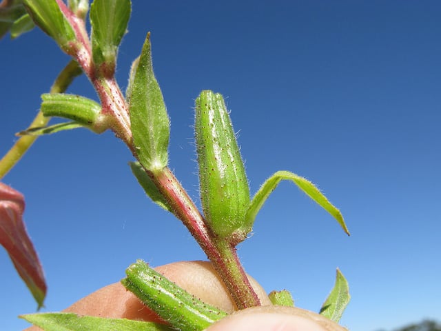 Oenothera glazioviana