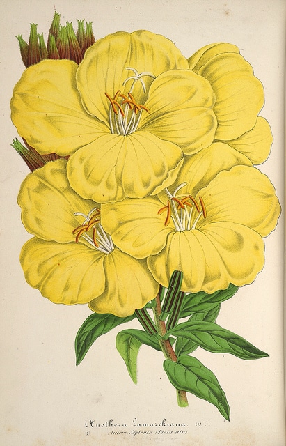 Hugo de vries (Oenothera lamarckiana)