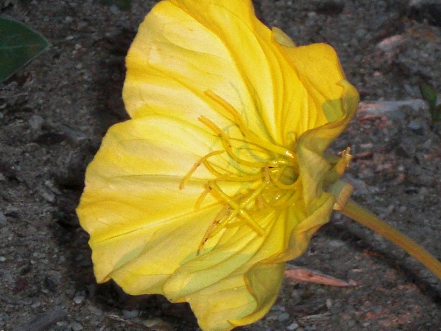 Oenothère à gros fruits