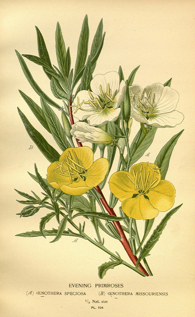Oenothère à gros fruits