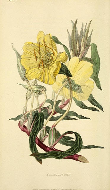 Oenothère à gros fruits