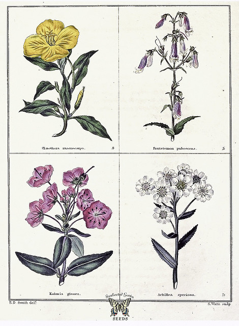 Oenothère à gros fruits
