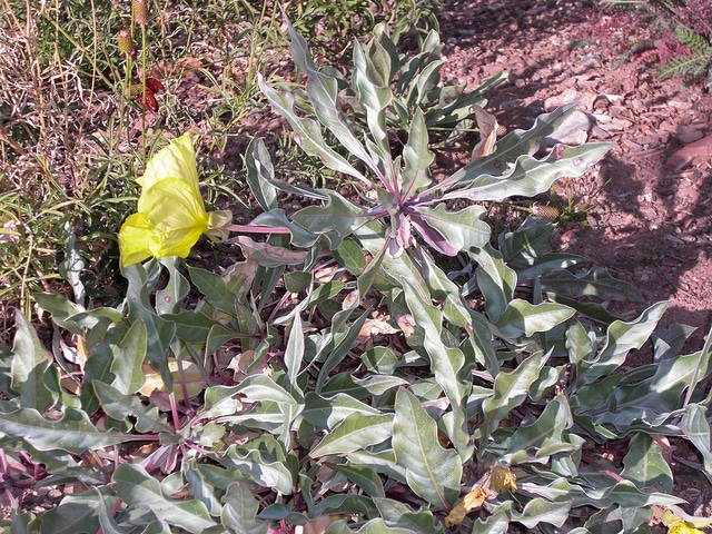 Oenothère à gros fruits