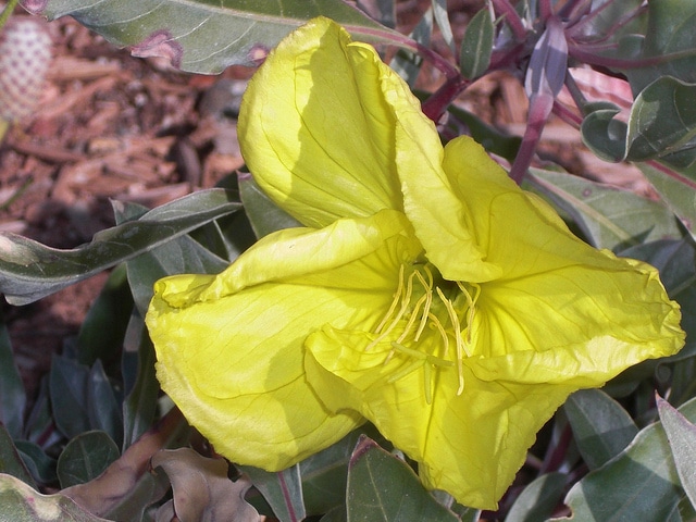 Oenothère à gros fruits (Oenothera macrocarpa)