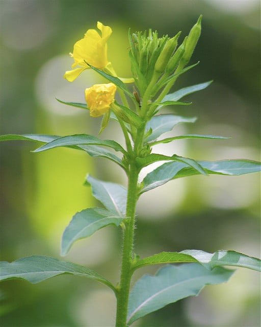 Onagre à petites fleurs